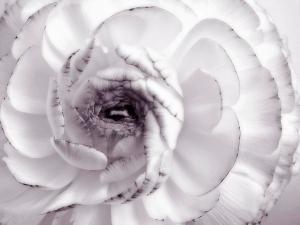 delicate-white-rose-flower-photograph-artecco-fine-art-photography-photograph-by-nadja-drieling